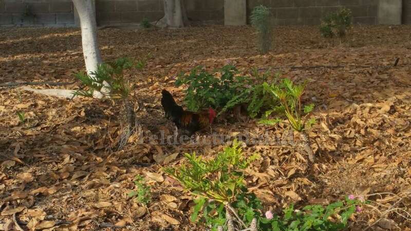 Gallos en el parque urbano de San Juan (Foto TA)
